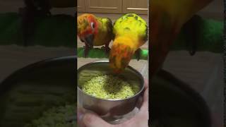 앵무새 썬코뉴어 델리네이처 에그푸드 급여