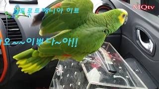 아마존이 모란앵무를 분양 받으러  논산으로 다녀왔어요