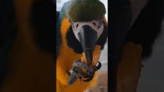 쌩까고 먹기만 하는 카라 ㅎ #청금강