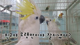 다롱이나나 앵무새카페 호텔링 하러 갔지용~^^