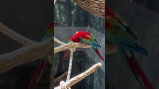 Parrots incredibly love to eac…