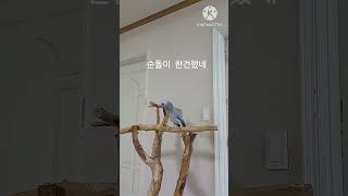 앵무새ㅡ순돌이 한건 했어요