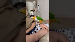 아빠 배 노출엔 선택권 없음 ㅋㅋ#앵무새 #parrot #반려조 #반려동물 #카이큐앵무새