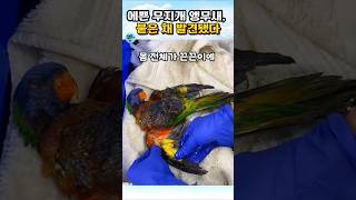 날지도 못하던 앵무새의 반전#앵무새구조 #감동실화 #동물교감 #기적같은순간 #자연으로복귀#ParrotRescue #동물구조#동물감동#무지개앵무새#레인보우로리킷