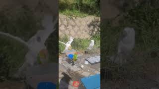 산에 놀러와서 억세게 기분 좋은 코카투 앵무새! 나 잡…