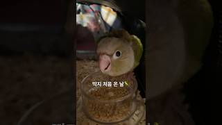 딱지 처음 온 날 #캡틴딱지 #딱지사랑해 #코뉴어 #parrot #앵무새