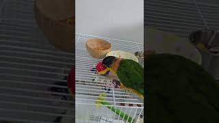 검은머리카이큐 #parrot #birds #conure…