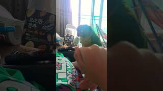 #앵무새랄라#앵무새#앵무#랄라#옐로우사이드#쇼츠#코뉴어#코뉴어앵무새#옐로우사이드앵무새#울랄라#앵무새랄라의생활