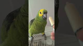 귀농귀촌 아마존앵무새 이유식 먹기