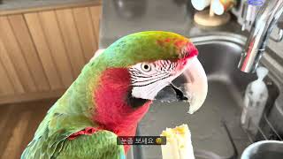 [루카월드] 앵무새 루카 바나나 는 못참지