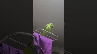 아마존앵무새 말하고 놀아주기