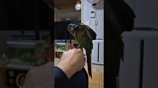 코뉴어앵무새 윙컷 후 날개#하봉이#하랑이#parrot#cute