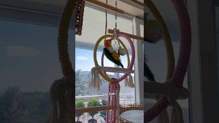 혼자서도 잘 노는 카이큐 앵무새