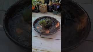 쟈딘 앵무 초롱이가 더위를 피하는 방법