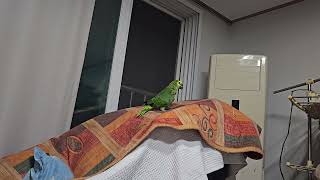 귀농귀촌 앵무새 놀아주기 Playing parrots …