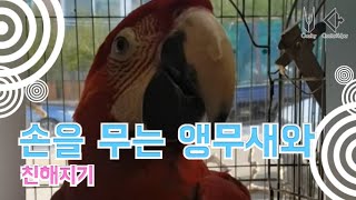 손을 무는 앵무새와 친해지기