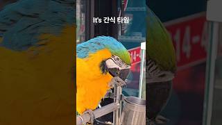 간식이 을마나 맛나게요? #청금강앵무새