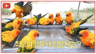 앵무새 영양제 어떤게 좋을까요?