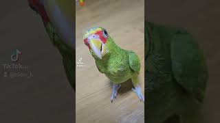 우리집 앵이중에서 막내인 샤샤  #흰머리앵무새 요즘 부르면 저리 본다... #소형아마존앵무새 #반려조 #도레미파쏠 #구독과좋아요