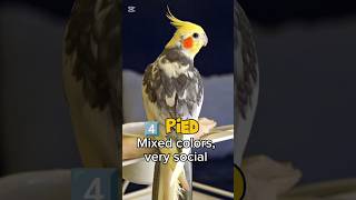 Top 5 Cockatiel Types for Begi…