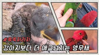 [대구앵무새농장]  뉴기니아앵무새  이유조 성장일기 (…