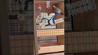 회색앵무 레옹 나무아미타불