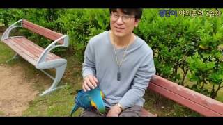 청단이(청금강앵무새) 야외훈련2일차 Macaw parrot outdoor training Day2