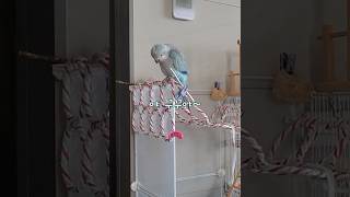 야 꾸꾸야~ #앵무새사투리 #말하는앵무새 #퀘이커앵무송꾸꾸