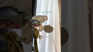 그래 너 예뻐~ 갑자기 혼자 왜 구래... #퀘이커앵무…