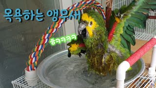 아마존 앵무새의 목욕! 그리고 코뉴어와 모란앵무 친구들…