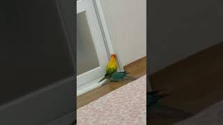 나가고 싶은 앵무새 #구독 #귀여운 #앵무새 #앵무새키…