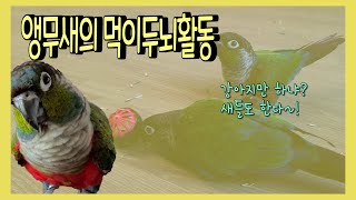 앵무새 먹이두뇌활동에 좋은 놀이는?? 앵무새 브이로그