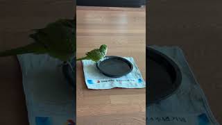 고양이세수 #앵무새 #퀘이커 #parrot #목욕