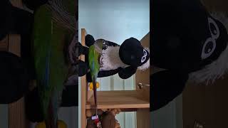 코뉴어앵무새#하랑이#하봉이#cute#오은영#감정발달