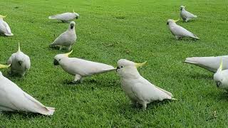 [시드니] 코카투 앵무새랑 눈 마주침