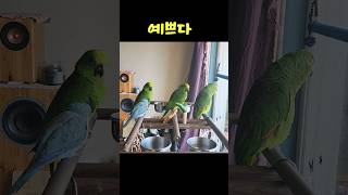 아마존 앵무새 아리 새식구 맞이 #parrot #birds #아마존  #앵무새 오른쪽이 아리 입니다