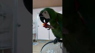 코비 방울토마토먹방중