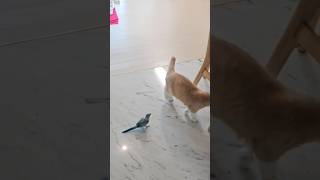 같이노새#parrot#퀘이커앵무새#꽁냥꽁냥#pets#cat