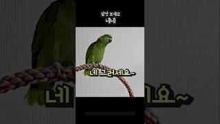 오늘부터 출근했어요 욜심히 일할게요 #앵무새아랑 #아랑이 #아마존앵무새