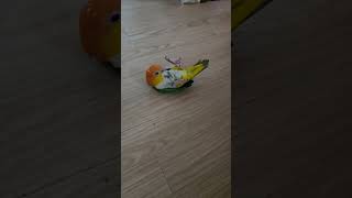 아이고! 이게 머선일고! 손치우소 마! #카이큐앵무새#…