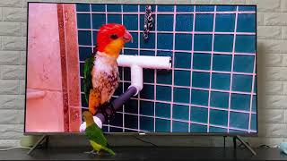 [노란머리카이큐]유트브 랜선친구와 인사 중인 왕발이