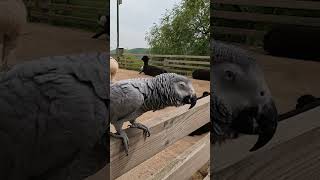 왜 나보다 말 잘해?