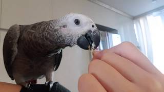 펠렛먹이기 2) 물에 뿔려서 줘보기~ 못도망가게 어깨에…