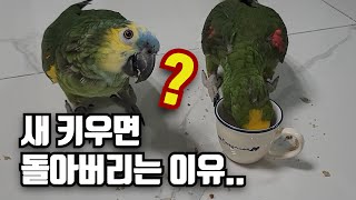 l앵무새l 키우니 돌아버리겠..어요ㅠㅠ