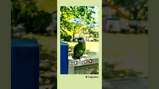 Bye-bye인사하는앵무새 한스마카우