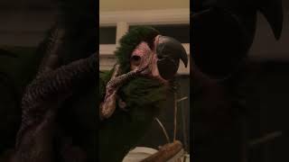 Sailing Sisters Up Late w/ Jack, Severe Macaw Rescue #parrot #macaw #minimacaw