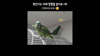 앵무새가 사람에게 까꿍해줄때~ 햄볶아요♡