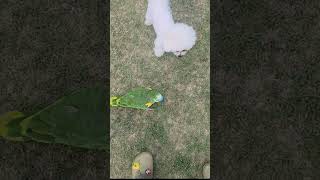 신발 빵구났네 ㅠㅠ #새깡패 #새무섭 #화난아마존앵무