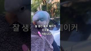 푸른 앵무새 꼬꼬를 소개합니다~ #블루퀘이커 #앵무새 …