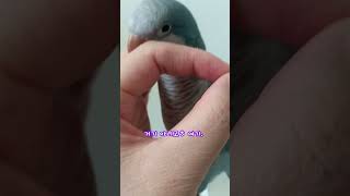 손가락 고리에 쏙❤  #퀘이커앵무새 #parrot #반…